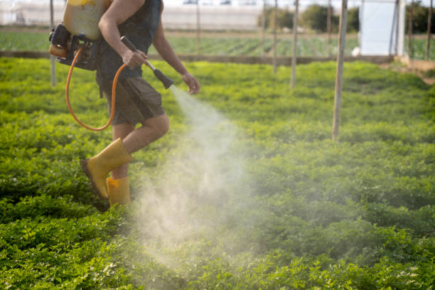 Best Affordable Pest Control Services  in Annandale, MN