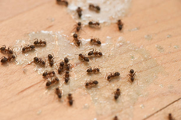 Flea Control Services in Annandale, MN