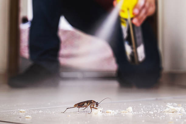 Best Flea Control Services  in Annandale, MN